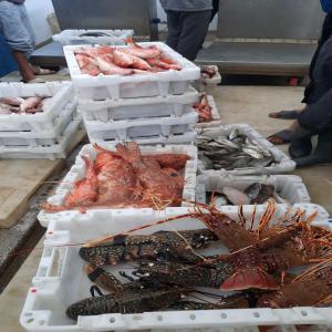  Cherche Client Au Maroc Ou Etranger Je Suis Un Fo - poissons on cherche des client des restaurant ou des hotel pour  fornire  no  poisson  frais  paiement  a livraison  partout  au maroc
