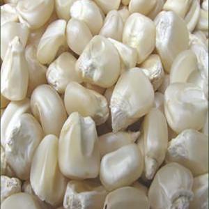  Looking For White Corn Non Gmo/cherche Maïs Blanc - céréales looking for white corn non gmo / cherche maïs blanc non ogm product     white corn non gmo. quantity     50 000 mt x 4 months (200 000 mt total) contract period  4 months. payment terms  revolving documentary letter of credit. performance bond 2% provided