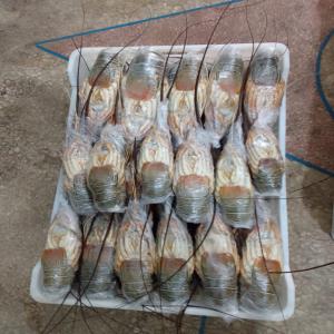  Langost. Calamar. Sépia. Poissons - poissons je suis un maryeur poisson et aussi langost. calamar. sépia. si vous besoin pour meilleur qualité et bonne prix 