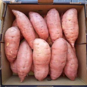  Patates Douces Beauregard - fruits et légumes bonjour, --nous sommes une entreprise belge sp&eacute;cialis&eacute;e dans l'import-export d'&eacute;pices,  d'herbes aromatiques de feuilles de th&eacute;,  de patates et d'oignons.--nous recherchons des clients qui seraient int&eacute;ress&eacute;s par nos patates douces beauregard d'egypte grade a.-