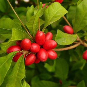  La Recherche De Partenaire - Investissement capitaux je recherche des investisseurs pour la culture de du baie du miracle (la baie miracle petit fruit rouge contenant la miraculline glycoprot&eacute;ine qui transforme tout aliment acide et aigre en sucr&eacute; sans calories.) sur une grande superficie pour sa commercialisation