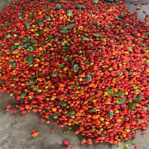  Maïs Gonbo Ananas Piment - fruits et légumes en ce moment les produits disponibles sont le maïs le gombo  et ananas disponible en grande quantité dans la région du centre et ailleurs vente de gros et détails . site centre agricole suisse mbalmayo 