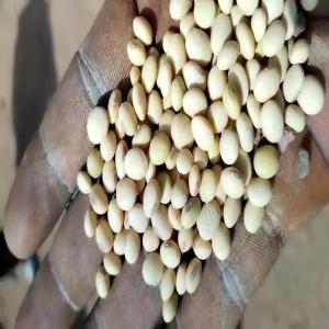  Soja Céréale Graine - céréales pour vos besoins de soja,  n' hésitez pas de nous contacter. nous sommes en relation avec des producteurs situés dans divers pays de la sous région ouest africaine et nous pouvons vous fournir du soja de très bonne qualité. merci