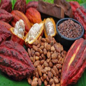 Fournisseur en gros de beurre de cacao biologique (25Kg