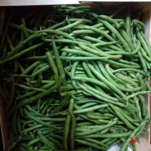  Mangues Sénégale - fruits et légumes bonsoir mesdames et messieurs,  mes produits sont disponibles au sénégal à de très grandes quantités. actuellement j'ai des mangues de variétés kent,  des choux,  des aubergines noirs et verts ,  des carottes,  du piment poivron,  oignon rouge et blanc,  des