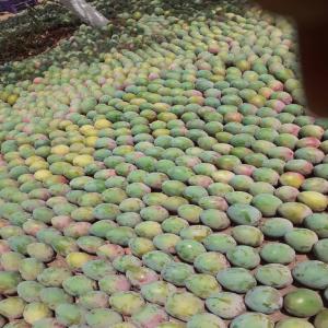  Légumes Sénégal - fruits et légumes je suis à la recherche d'un client de légumes. je suis de nationalité sénégalaise. les légumes sont de variétés- aubergines verts et noirs,  les choux,  carottes,  oignons blancs et rouges,  piments poivron,  pommes de cajou,  saba senegalensis. tous