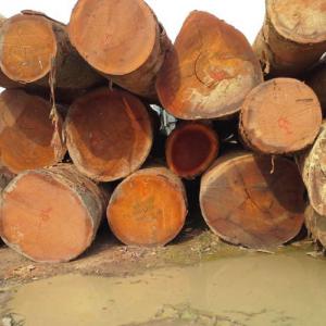  Bois Doussié Rouge Et Le Vène - bois charbon fibre nous disposons de bois pour la vente et l'exportation--tous les documents affairants sont valides et légaux.--accord cites valide.