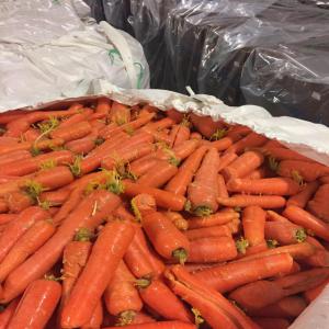  Carotte Origine Morocco - fruits et légumes carotte frais recolte du jours sp&eacute;cialement lave et conditionne en 10 16 20 kg vari&eacute;t&eacute; muscat qualit&eacute; sup&eacute;rieur meilleur condition d exportation. livraison exw cnf et cif