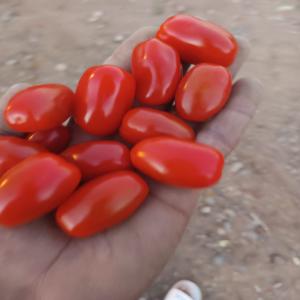  Tomate Cerise - fruits et légumes tomate cerise recolte du jour ronde et olivette qualite superieur conditionnement en 250 gr x 12 carton vrag 3 kg avec certification ggn livraison exw fob cnf cif