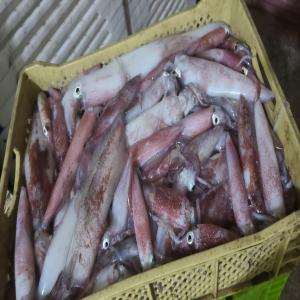  Poisson - poissons nous sommes &agrave; dakhla si vous besoin pour poisson. si vous avez int&eacute;ress&eacute; contacte moi je suis pret 