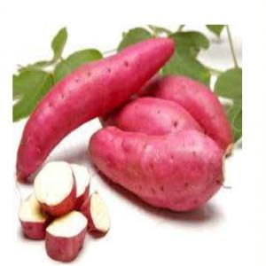  Patate Douce, Banane Plantain, Igname, Manioc - fruits et légumes vente et achat et dépôt-vente de produits exotiques africains pour magasin exotique - patate douce,  banane plantain,  igname,  manioc,  piment,  gombo,  aubergine en gros,  en demi-gros,  et à de bon prix pour revendeurs,  distributeurs,  importateurs.----- légumes et fruits au cho