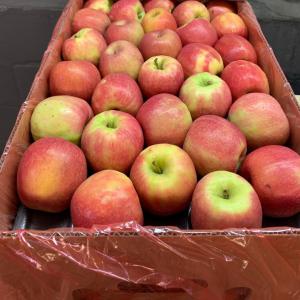  Pomme De Table Gala Atlas Maroc - fruits et légumes nouvelle saison de pomme de table au maroc recolte recente pour variete gala et deleciaux origine atlas maroc qualite tres bonne cette annee meilleurs condition d exportation en carton 8 kg caisse 16 kg livraison exw fob cnf et cif 