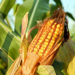  Fournisseur De Maïs - céréales d&eacute;couvrez notre offre exceptionnelle du maïs de qualit&eacute; sup&eacute;rieure provenant directement de la c&ocirc;te d'ivoire &agrave; seulement 1   par kilo ! ne manquez pas notre vente sp&eacute;ciale de maïs en provenance de la c&ocirc;te d'ivoire &agrave; un prix imbattable 