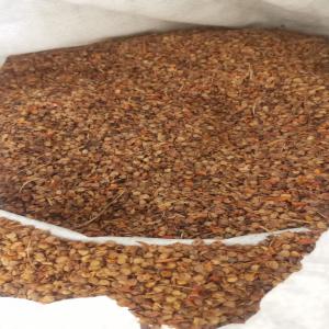  Graines De Piments - matiere vegetale 50 tonnes des graines de piments disponibles à tunis.--les graines sont riches en capsaicine qui est très demandée dans le marché pharmaceutique --l'huile végétale des graines de piments présentent des caractéristiques très avantageux. -