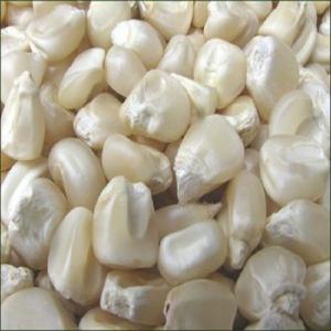  Vente De Maïs De Grosses Quantités - fruits secs et graines grillées salut à toutes et à tous.--c'est la saison de maïs chez nous au bénin.----au moins, le gouvernement béninois a autorisé son exportation d'où notre prix actuel est de 240f/kg livrer cotonou et partout au bénin bien emballés dans les sacs de 50kg.----je 
