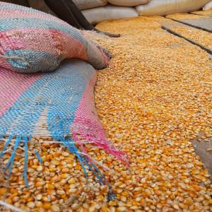  Vente De Maïs Jaune Sec - fruits secs et graines grillées mais jaune sec que nous disposons  nous  avons de disponible à abidjan  dans nos locaux à yopougon.--prix = 180frs/kg--quantité - 34 tonnes --