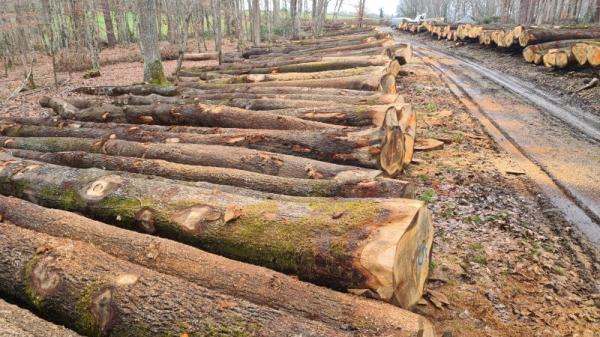  Exportateur De Grumes De Chêne Français - bois charbon fibre nous cherchons des acheteurs en asie pour des grumes de chene origine france. qualit&eacute; abc pour parquet menuiserie. coupe fraiche capacit&eacute; mensuelle d'exportation 250 /500 m3 parfois plus en containers de 40 pieds . merci de nous contacter pour plus d'informations. 