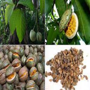  Produits Pharmaceutiques: Voacanga Africana - autres nous mettons en ventes des graines de voacanga africana. nous en disposons en grande quantit&eacute; et de bonne qualit&eacute;.--ci-dessous la liste exhaustive de nos produits voacanga africana------ les graines de voacanga africana;--- la poudre de l'&eacute;corce de bois de voacanga africana ;---