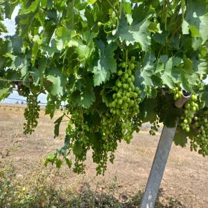  Vente Raisins Victoria Maroc - fruits et légumes bonjour--nous avons une exploitation de raisins victoria au maroc et cherchons à vendre 50 tonnes pour une récolte qui est prévu mi juillet.--si intéressé me contactez en privé pour plus de renseignements. 