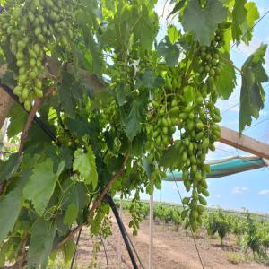  Vente Raisins Victoria De Qualité Du Maroc - fruits et légumes bonjour--étant propriétaire d'une exploitation agricole au maroc dans les environs de rabat,  nous vendons 50 tonnes de raisins victoria qui pourront etre récolté mi juillet. prix négociable --si vous etes intéressé me.contacter des que possible en pri