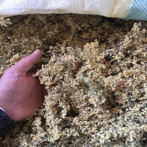  Sureau Fleurs Et Baies - matiere vegetale nous proposons des fleurs de sureau d'ukraine charg&eacute;es en pollen ainsi que des baies de sureau surgel&eacute;es (iqf). contactez nous rapidement le stock est limit&eacute;. 