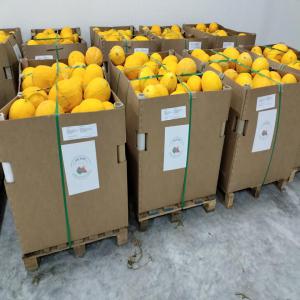  Export Fruit Et Legume Algerie - fruits et légumes une entreprise d'importation et d'exportation .nous exportons nos marchandises dans toutes les régions du monde,  qu'il s'agisse de produits alimentaires,  de légumes,  de fruits et de dattes.--  nous avons une crédibilité dans les transactions financières avec le t&e