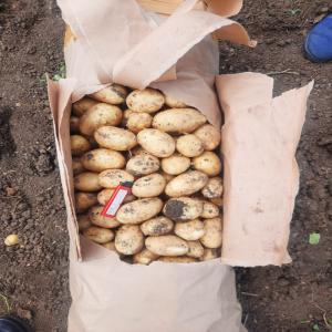  Seed Potatoes - fruits et légumes we propose to you hot offer of white yellow and red potatoes with good prices! also we have carrot onion and other vegetables. 25 kg/bag 
