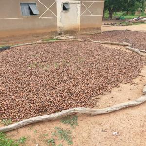  Vente De Noix De Karité Du Burkina Faso - céréales nous avons des noix de karit&eacute; disponible au  burkina faso pour tout besoin merci de nous contacter .
