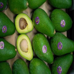  Moroccan Avocado - fruits et légumes we sell the best avocado in morcco from the tree to you,  it's time to get your delivery. --we ship to the whole world.--