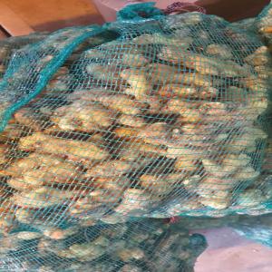  Destokage Gingembre Frais - fruits et légumes  gingembre frais sous filet 5 kg &agrave; 100 kg selon la demande quantit&eacute;s jusqu'&agrave; 3000 tonnes culture bio made in cameroun merci pour vos commandes 