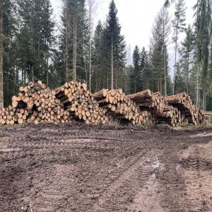  Grumes Résineux - bois charbon fibre vends 1500 m3 de grumes &eacute;pic&eacute;as pectin&eacute; douglas longueur de 11 5m +30cm diam&egrave;tre m&eacute;dian 25cm 95% vert et 5 % scolyt&eacute;s possible chargement container prix faire offre r&eacute;gion vosges saonoise