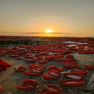  Tomates Séchées - conserve semi conserve notre tomates s&eacute;ch&eacute;es tunisiennes est 100% naturelle sans additif ni conservateur ni ajout de soufre. elle est s&eacute;ch&eacute;es naturellement au soleil pendant 3 &agrave; 4 jours. son go&ucirc;t est &agrave; la fois sucr&eacute;e et sal&eacute;e et c'est ce qui la rend unique. 