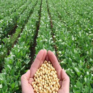  Huile De Soja Et Huile De Palme - huiles pour une certification et export vers l'europe ; je cherche des agriculteurs de huile de soja et huile de palme afin de valider une d&eacute;marche de conformit&eacute; regoureuse pour l'exportation vers l'europe
