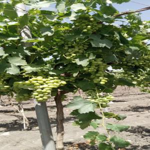  Vente Production Raisin De Table - fruits et légumes vente production raisin de table maroc vari&eacute;t&eacute; victoria sup 4.25 has tr&egrave;s bonne qualit&eacute; prix n&eacute;gociable pour tout renseignement contacter r&eacute;gion benslimane 