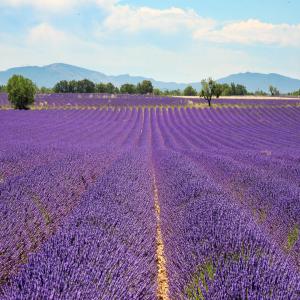  Huile Essentielle De Lavande Francaise Bio 2023 - huiles vend 160 kg d'huile essentielle de lavande fine fran&ccedil;aise bio (lavandula angustifolia maillette) produite sur ma ferme en dr&ocirc;me proven&ccedil;ale. r&eacute;colte 2023. huile essentielle de grande qualit&eacute; ramass&eacute;e &agrave; l'espieur. analyse chomato dispo / possibilit&