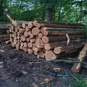  Billon Grumes Douglas Epiceas - bois charbon fibre billon sciage qualit&eacute; charpente en 4m +15cm ; 5m +15cm ; 6m +15cm diam&egrave;tre fin bout 18cm grumes longueur 11 8m et 16 5m. prix faire offre.