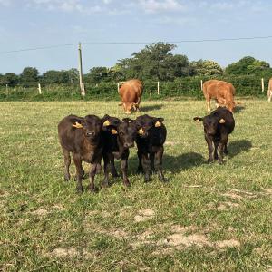  Wagyu 100% Pure Race Vache Velle - animaux vivants pour faire de la place dans un élevage limousin - - 1 vache - 4 embryons 100% pure race wagyu --faire offre raisonnable --premier contact par e mail --curieux et pas sérieux s abstenir