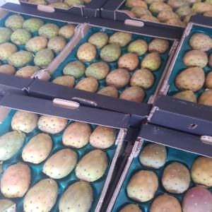  Figue, Figue De Barbarie Melon Pastèque - fruits et légumes disponible de l'alg&eacute;rie fruit et l&eacute;gume (past&egrave;que melon figue de barbarie et figue) frais pour l'exportation et pour le vente en alg&eacute;rie