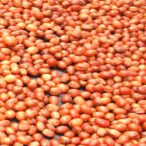  Noix De Karité - matiere vegetale nous  sommes  li&eacute;e a une cooperative de femmes et nous sommes actuellement en pleinne saisons du karit&eacute;.  nous disposons presentement d'une grande quantite de noix de bonne qualit&eacute;. 