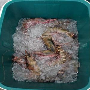  Ghambas Frais Disponible En Grande Quantité - coquillage crustacé satisfaites votre appétit pour les crustacés frais et savoureux avec notre offre de vente en gros de ghambas! nos ghambas sont pechés quotidiennement et livrés directement à votre entreprise,  garantissant la qualité et la fraîcheur. commandez dè