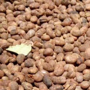  Karité - autres nous disposons au nord du bénin une énorme quantité de karité pret à etre chargé,  à un prix intéressant...--mode de paiement -cash après vérification --inbox pour plus de détails 