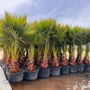  Palmeras - horticulture plant biofuel hello we are a palm nursery (carica palmas). specialized in producing a range of indoor and outdoor palm trees. we have palm trees that support climate variability at competitive prices. we will be glad to provide you with our products. * state of spain. city valencia / torres. 
