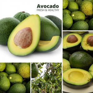  Vente En Gros D'avocats Frais D'exellente Qualité - fruits et légumes - conditionnement- carton de 20 kg à 50 kg--- acheminement-  de la plantation à vos plats----notre vente en gros d'avocats frais et de qualité supérieure est la solution idéale pour les restaurants,  les épiceries,  et d'autres entreprises qui cherchent &agrav