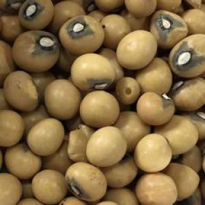  Pois De Terre/bambara Crème - fruits et légumes en stock,  500kg pois de bambara (voandzou) sec,  haricot rouge ,  haricot blanc... le stock se trouve en france