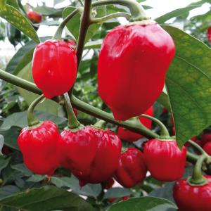  Piment Habanero Rouge - épices aromates je dispose d'une production de piments habanero rouge de haute qualité. la disponibilité est prévue pour aout/septembre.--dépechez vous donc de prendre contact avec moi afin que je vous donne les conditions de ventes--merci