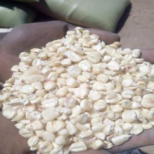  Maïs Blanc En Vente - fruits secs et graines grillées nous sommes une compagnie basé en tanzanie exerçant dans dans les produits agricoles nous disposons une grande quantité et bonne qualité de maïs blanc non gmo les acheteurs sérieux veuillez nous contacter pour plus d'information 