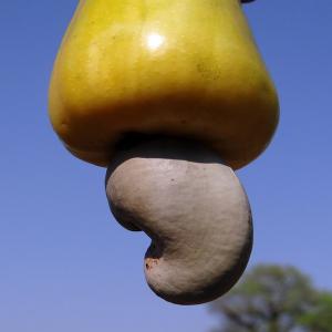  Partenariat Fournisseur De Cajou - fruits secs et graines grillées nous sommes une société de négoce qui avons des clients à travers le monde. nous cherchons des fournisseurs sérieux de cajou pour établir un partenariat pour la vente de leurs cajou à travers le monde entier.