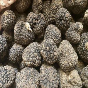  Truffes Tuber Aestivum - champignon levure entreprise française vend des truffes tuber aestivum.--différentes catégories.--origine bulgarie.--grosses quantités possibles.