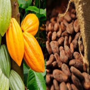  Poudre De Cacao Naturelle Et Alcalinisé - café cacao thé nous sommes pms-ci ,  producteur et commercialisation de d&eacute;riv&eacute; de cacao made in c&ocirc;te d'ivoire ----nous fournissons - --- la poudre de cacao naturelle 10/12 ( 1600 fr cfa le kg)--- la poudre alcalinis&eacute; marron 10/12 ( 1750 fr le kg)--- la poudre alcalinis&eacute; noir 10/12 