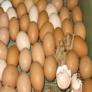  Chicken Broiler Fresh Table Eggs - viandes et oeufs colour white and brown eggs size 40 50 55 57 63 65 70 gms packing * 30 eggs laid on paper pulp moulded * 12 trays packed in 5 ply strong export cartons. * 360 eggs per carton. shipping * 1312 cartons in 40 feet high cube reefer container * 472 320 eggs per 40 ft high cube reefer cont